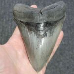 5,75 Inch Gray Megalodon Shark Tooth