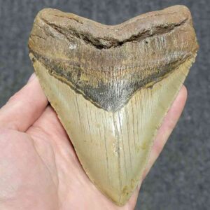 Megalodon Shark Tooth - STCOM5.75-14