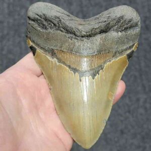 Megalodon Shark Tooth - STCOM5.75-15