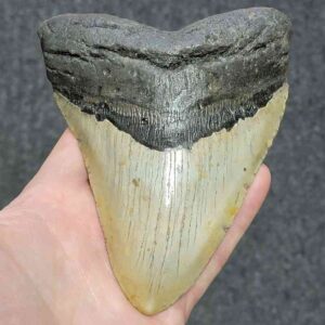 Megalodon Shark Tooth - STCOM5.75-16