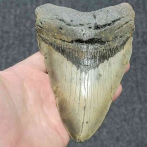 Megalodon Shark Tooth - STCOM5.75-17
