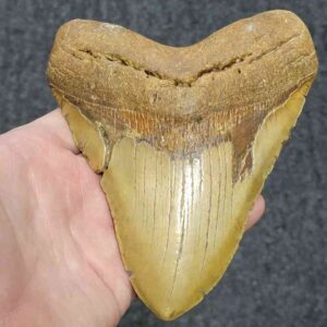 Megalodon Shark Tooth - STCOM5.75-18