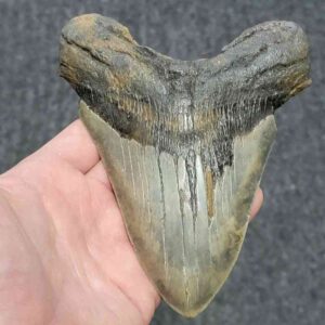 Megalodon Shark Tooth - STCOM5.75-19