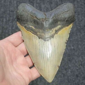 Megalodon Shark Tooth - STCOM5.75-2