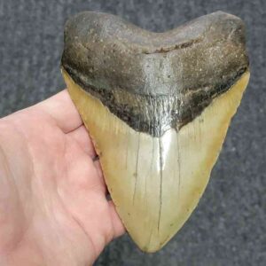 Megalodon Shark Tooth - STCOM5.75-20