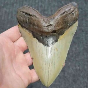 Megalodon Shark Tooth - STCOM5.75-21