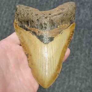 Megalodon Shark Tooth - STCOM5.75-22