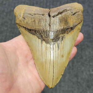Megalodon Shark Tooth - STCOM5.75-23