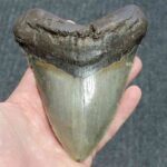 5.75 inch megalodon shark tooth for sale