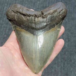 5.75 inch megalodon shark tooth for sale