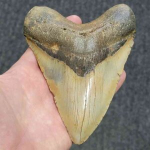 Megalodon Shark Tooth - STCOM5.75-4