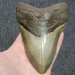 Megalodon Shark Tooth - STCOM5.75-5
