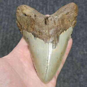 Megalodon Shark Tooth - STCOM5.75-6