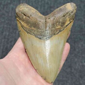 Megalodon Shark Tooth - STCOM5.75-7