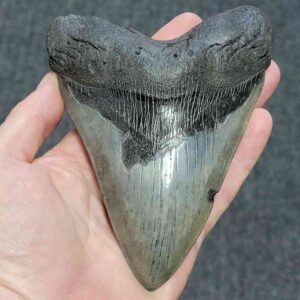Megalodon Shark Tooth - STCOM5.75-8