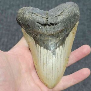 Megalodon Shark Tooth - STCOM5.75-9