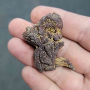 Turlte Coprolite - TurtleCop-04