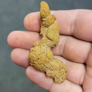 Turlte Coprolite - TurtleCop-05