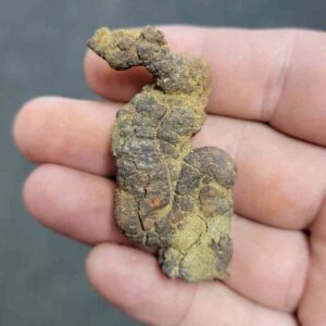 Turlte Coprolite - TurtleCop-06