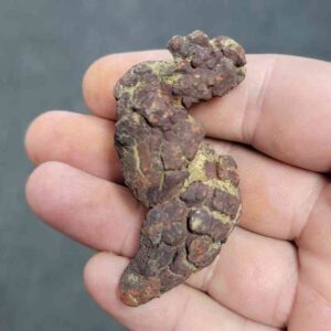 Turlte Coprolite - TurtleCop-07