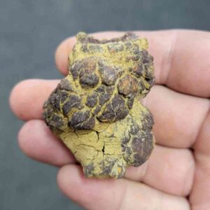 Turlte Coprolite - TurtleCop-08