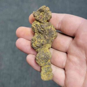 Turlte Coprolite - TurtleCop-09