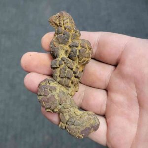 Turlte Coprolite - TurtleCop-10