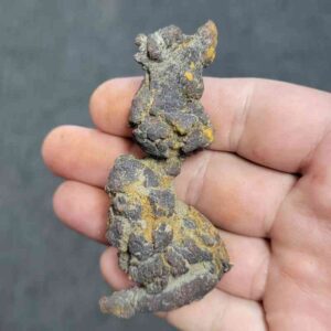 Turlte Coprolite - TurtleCop-12