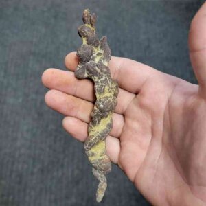 Turlte Coprolite - TurtleCop-13