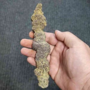 Turlte Coprolite - TurtleCop-15