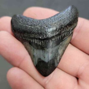 Polished Megalodon Shark Tooth - STPOL2-01