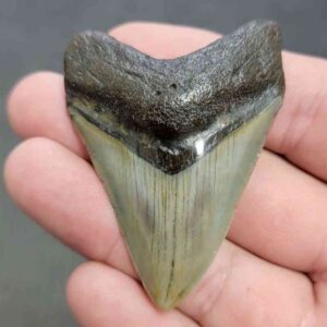 Polished Megalodon Shark Tooth - STPOL2-02