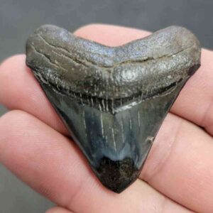 Polished Megalodon Shark Tooth - STPOL2-03