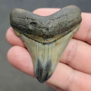 Polished Megalodon Shark Tooth - STPOL2-05