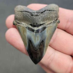Polished Megalodon Shark Tooth - STPOL2-08