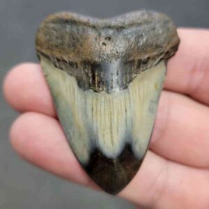 Polished Megalodon Shark Tooth - STPOL2-15