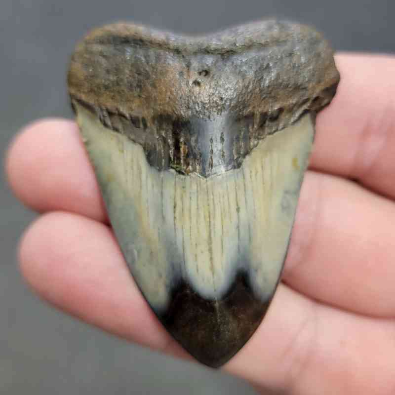 Polished Megalodon Shark Tooth - STPOL2-15