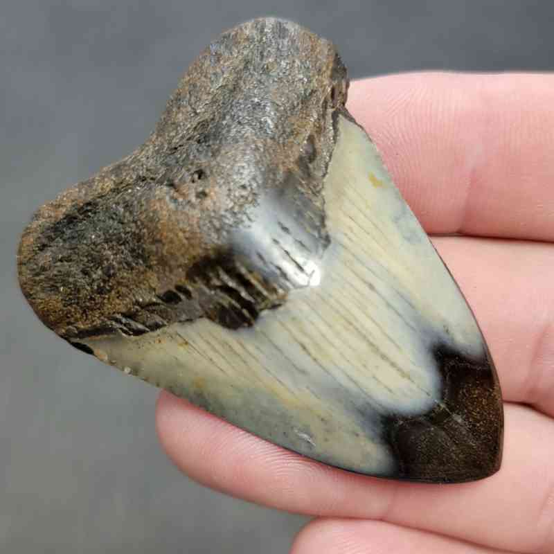 Polished Megalodon Shark Tooth - STPOL2-15 - Image 2