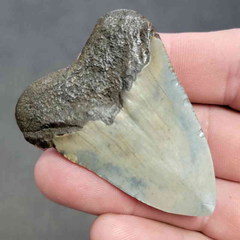Polished Megalodon Shark Tooth - STPOL2-15 - Image 3