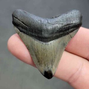 Polished Megalodon Shark Tooth - STPOL2-16