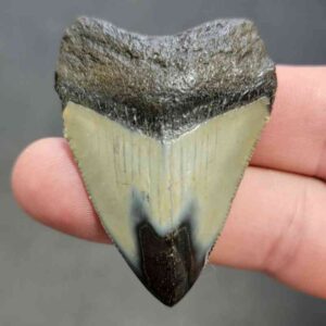 Polished Megalodon Shark Tooth - STPOL2-28