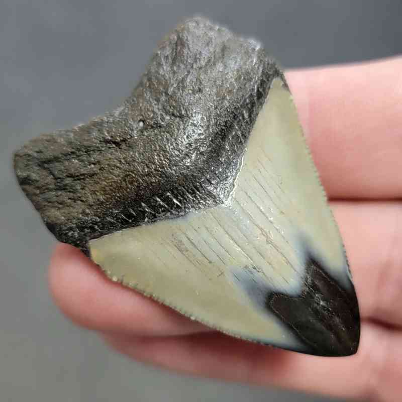 Polished Megalodon Shark Tooth - STPOL2-28 - Image 2