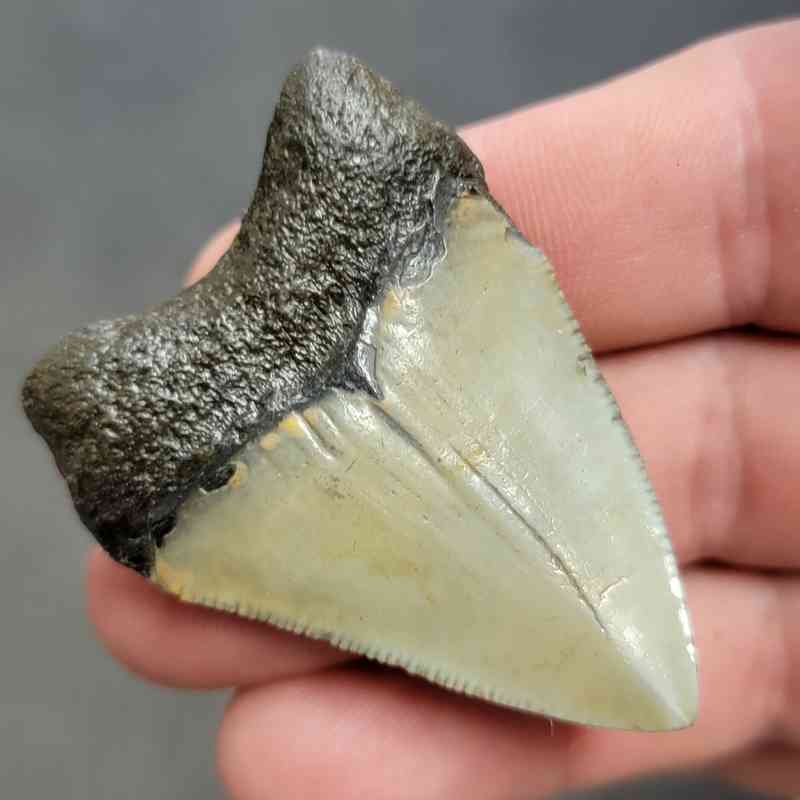 Polished Megalodon Shark Tooth - STPOL2-28 - Image 3