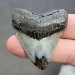 Polished Megalodon Shark Tooth - STPOL2-32