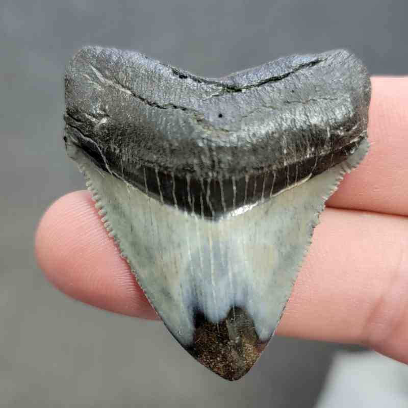 Polished Megalodon Shark Tooth - STPOL2-32