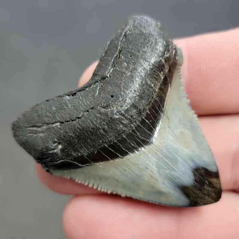 Polished Megalodon Shark Tooth - STPOL2-32 - Image 2