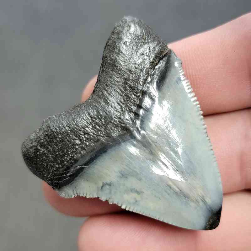 Polished Megalodon Shark Tooth - STPOL2-32 - Image 3