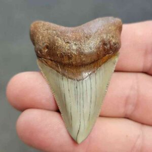 Polished Megalodon Shark Tooth - STPOL2-34