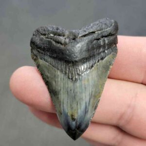 Polished Megalodon Shark Tooth - STPOL2-35