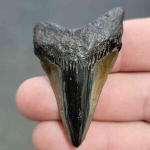 Polished Megalodon Shark Tooth - STPOL2-36